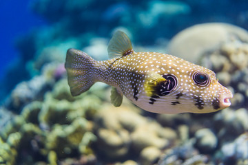 Whitespotted puffer © Sergey