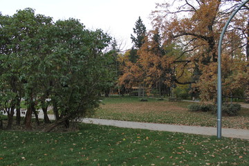 Fototapeta na wymiar autumn landscape trees