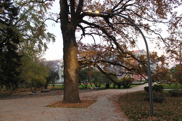 Fototapeta premium autumn landscape trees