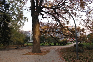 autumn landscape trees