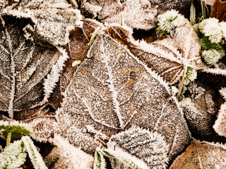 frosty leafes #1
