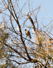 bird on a tree