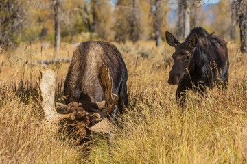 Bull and Cow Shiras Moose Rutting in Fall