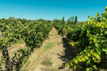 Fototapeta na wymiar field of grapes before the vintage in Ribera de Duero in Spain