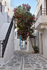 Ile grecque, ruelle typique avec bougainvillier et escalier
