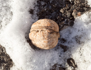 Greek nut on the snow background