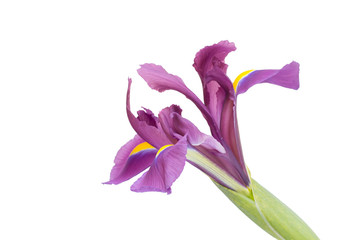 Purple Iris