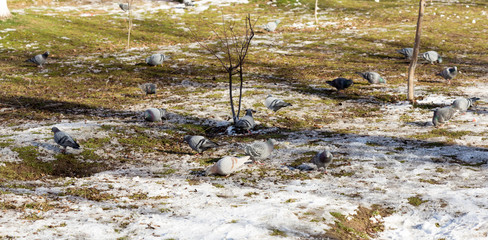 In winter, among the flocks of pigeons are eating grass and walks.