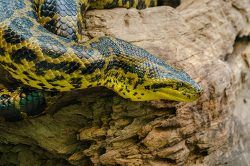The green anaconda focuses on a prey.