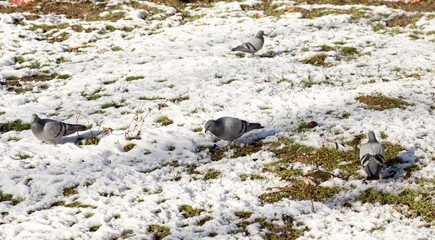 In winter, among the flocks of pigeons are eating grass and walks.