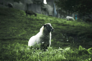 NOT_SO_LONELY_SHEEP