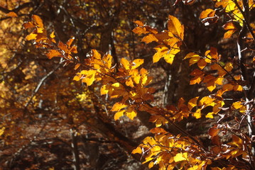 golden and beautiful autumn leaves