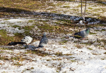 In winter, among the flocks of pigeons are eating grass and walks.