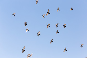 Flock of Rock Pigeons Flying in a Blue Sky