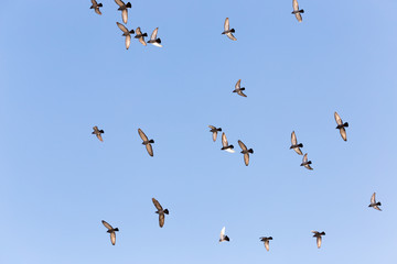 Flock of Rock Pigeons Flying in a Blue Sky
