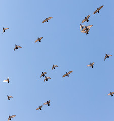 Flock of Rock Pigeons Flying in a Blue Sky
