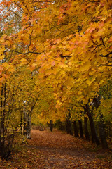 Autumn park with yellow trees along the path covered with fallen leaves