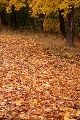Dry autumn fallen leaves on the ground