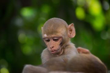 Monkeys are funny and very intelligent animals. Monkeys when you see them as usually happy, worried, cute and funny. 