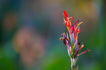   Canna Indica Flower