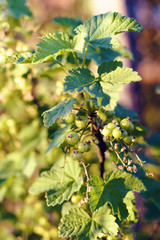 Bush of red currant