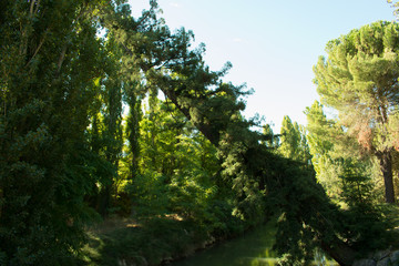 vegetation on the river bank in autumn sunny day