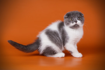 Scottish fold shorthair cat on colored backgrounds