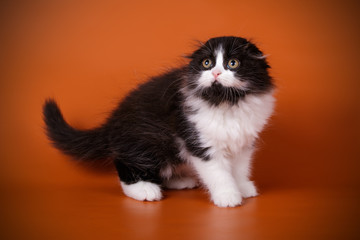 Scottish fold longhair cat on colored backgrounds