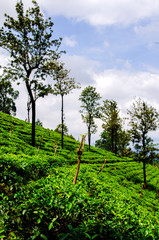The slopes of tea plantations under the blue sky. Nuwara Eliya. Sri Lanka. Asia.
