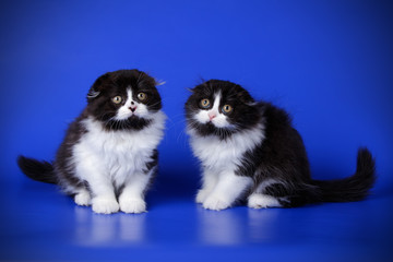 Scottish fold longhair cat on colored backgrounds