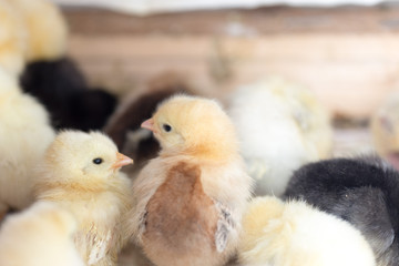 Newborn chickens