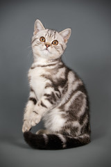 Scottish straight shorthair cat on colored backgrounds