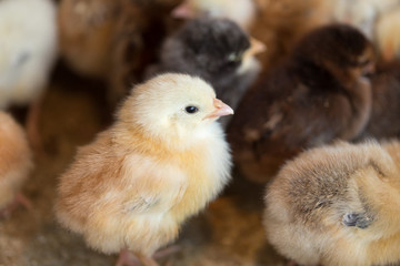 Newborn chickens