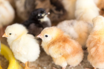 Newborn chickens