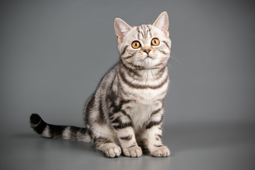 Obraz na płótnie Canvas Scottish straight shorthair cat on colored backgrounds