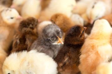 Newborn chickens