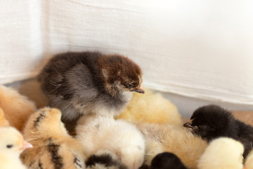 Obraz premium Newborn chickens