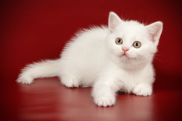 Scottish straight shorthair cat on colored backgrounds