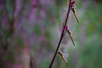 A dragonfly is an insect belonging to the order Odonata, infraorder Anisoptera. Adult dragonflies are characterized by large, multifaceted eyes, two pairs of strong, transparent wings,