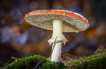 Amanita muscaria fly agaric red mushrooms with white spots in grass