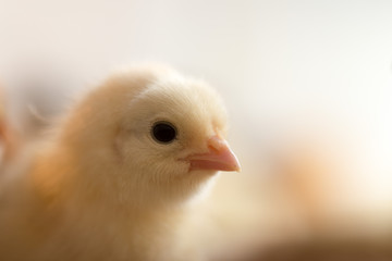 Newborn chickens