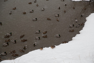Snowfall in the city. Snow-covered pond with ducks in the city Park.