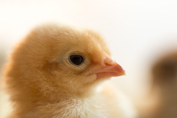 Newborn chickens