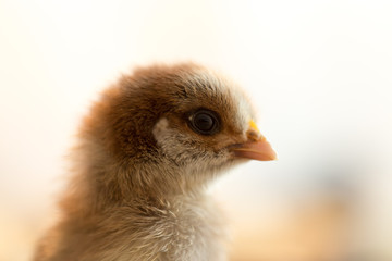 Newborn chickens