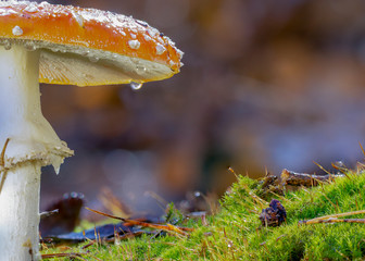 Amanita muscaria fly agaric red mushrooms with white spots in grass