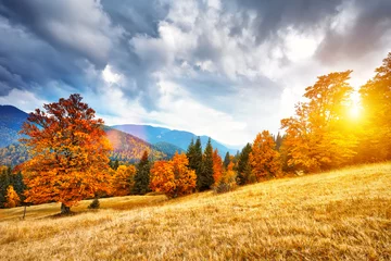 Fotobehang Herfst berglandschap met kleurrijk bos © igorp1976