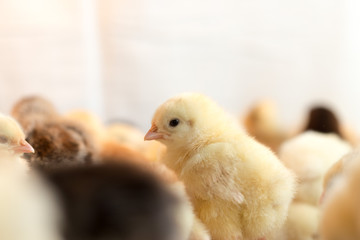 Newborn chickens