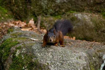 Curious and stunned squirrel looking directly into the lens