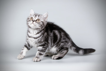 Obraz premium Scottish straight shorthair cat on colored backgrounds