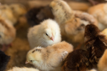 Newborn chickens